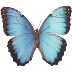 Photo of butterfly