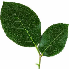 Photo of leaf