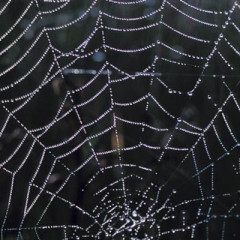 Photo of cobweb