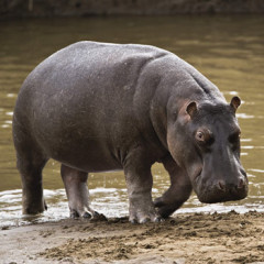 Photo of hippopotamus